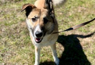 Собака ищет дом - Зара, 3  года