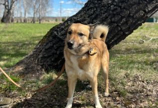 Собака ищет дом - Мухтар, 5  лет, 5  месяцев