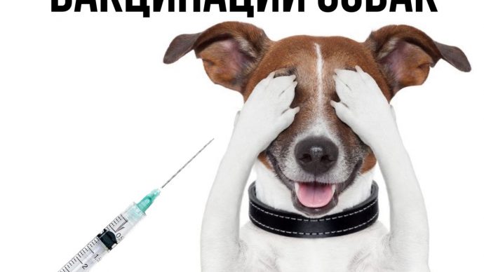 5 мифов о вакцинации собак