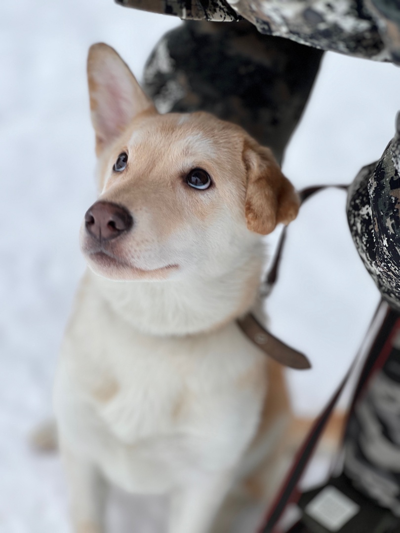 Щенок Луна - 4