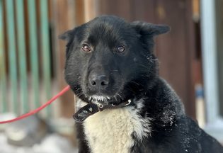 Собака ищет дом - Гром, 3  года, 4  месяца