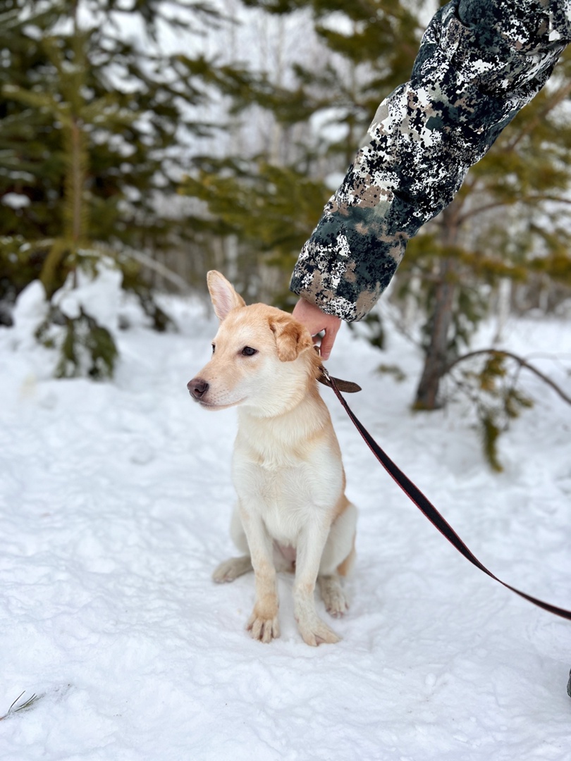 Щенок Луна - 5