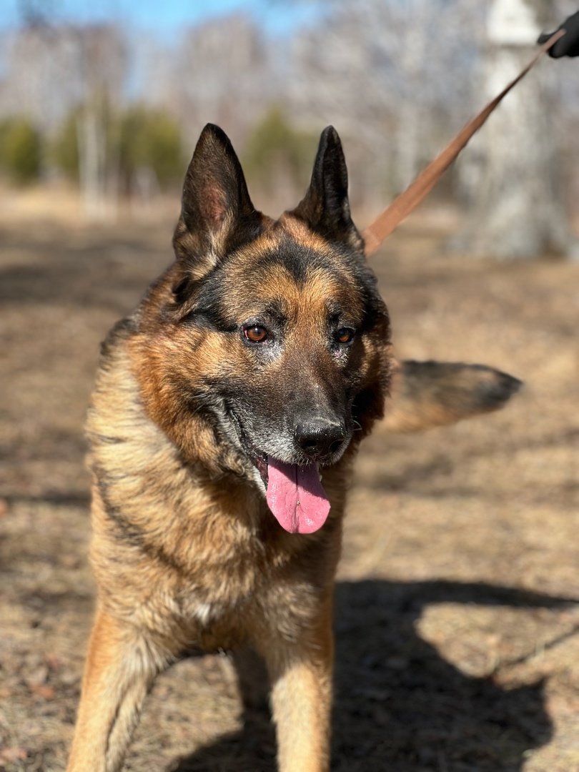 Немецкая овчарка Федя - 3