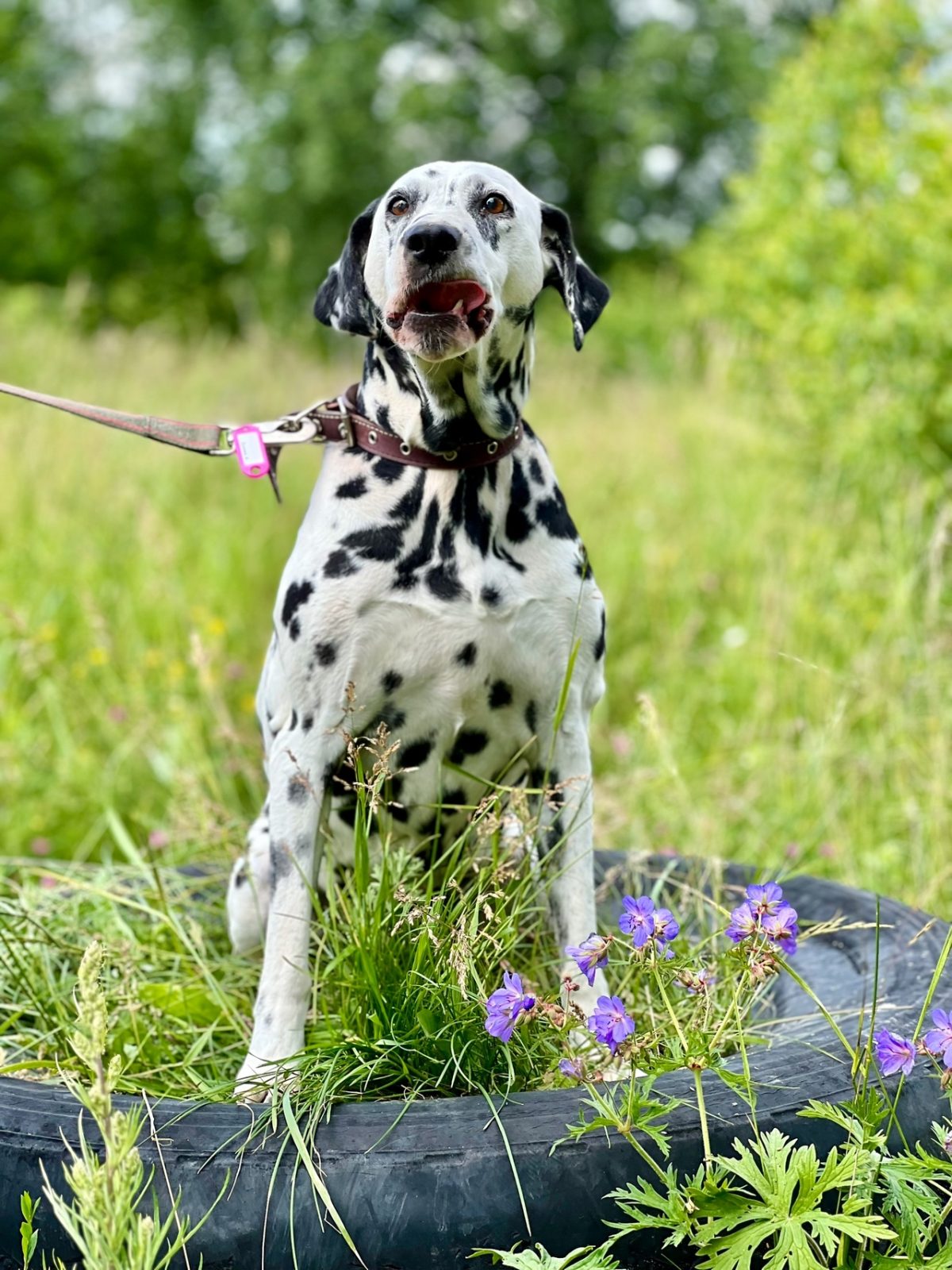 Далматин Сара - 5