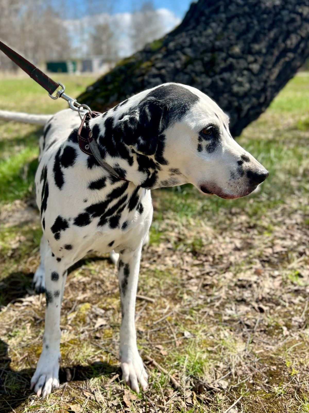 Далматин Сара - 6