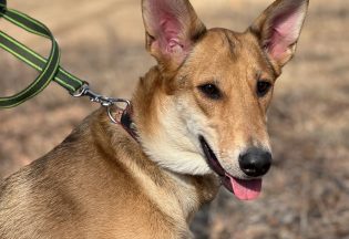 Собака ищет дом - Рыжик, 4  года, 1  месяц