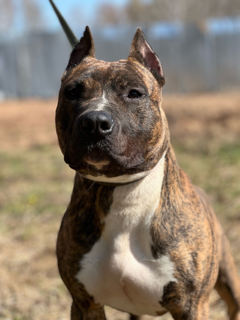 Стаффорд Арчи - 7