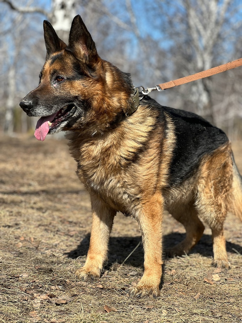 Немецкая овчарка Федя - 4