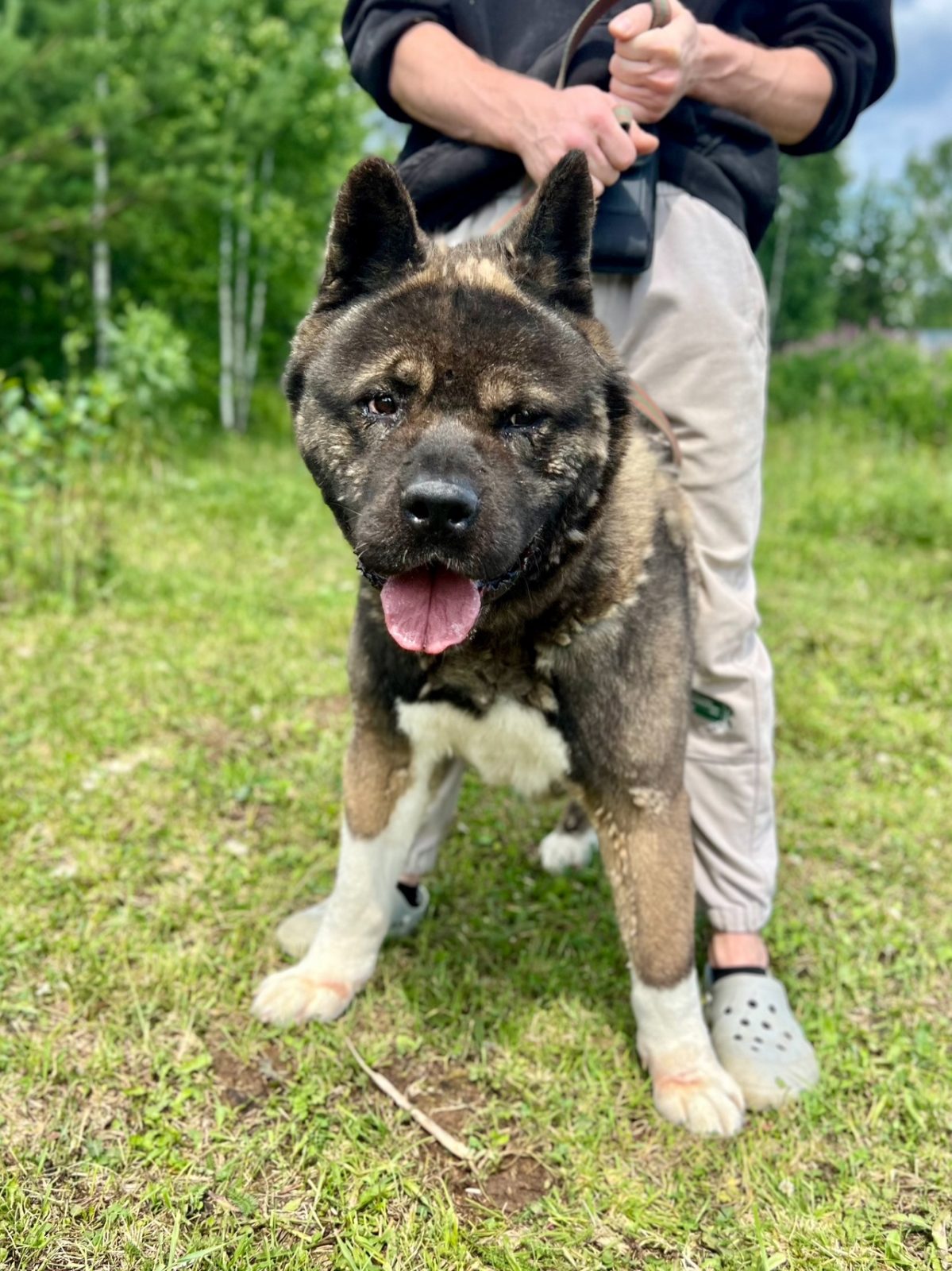 Акита Ричи - 4