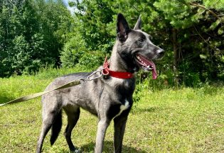 Собака ищет дом - Лейла, 2  года, 6  месяцев